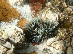 Bunodactis reynaudi