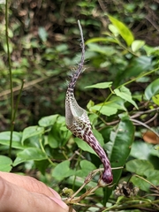 Ceropegia andamanica