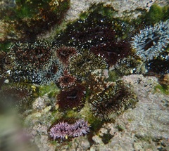 Bunodactis reynaudi