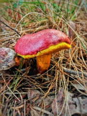 Baorangia