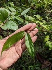 Ceropegia andamanica