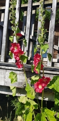 Alcea