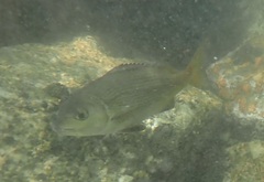 Sparodon durbanensis