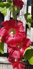 Alcea