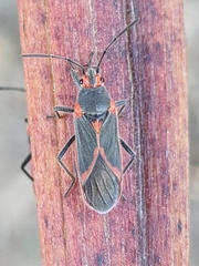 Caenocoris nerii