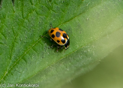 Ceratomegilla notata