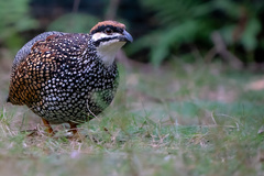 Francolinus pintadeanus