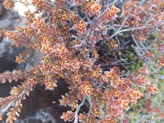 Epacris alpina