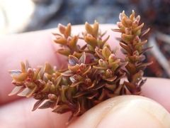 Epacris alpina
