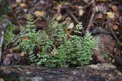Lindsaea trichomanoides