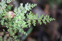 Lindsaea trichomanoides