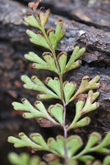 Lindsaea trichomanoides