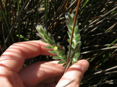 Struthiola tomentosa
