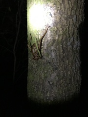 Deinacrida heteracantha