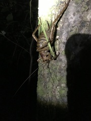 Deinacrida heteracantha