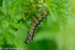 Nymphalini