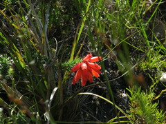 Erica cerinthoides cerinthoides