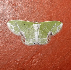 Protuliocnemis castalaria