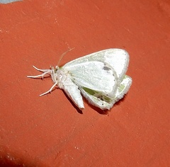 Protuliocnemis castalaria