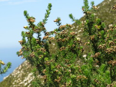 Aspalathus excelsa