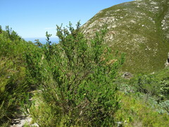 Aspalathus excelsa