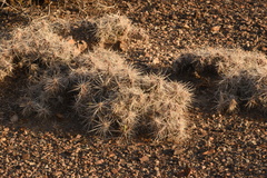 Grusonia aggeria