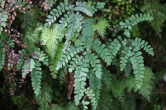Adiantum cunninghamii