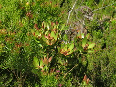 Leucadendron gandogeri