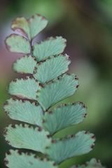 Adiantum cunninghamii