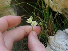 Ornithogalum schlechterianum