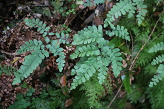 Adiantum cunninghamii