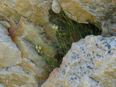 Ornithogalum schlechterianum