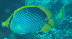 Chaetodon melannotus