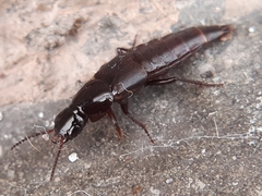 Quedius lateralis