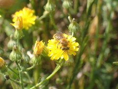 Leioproctus fulvescens