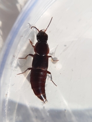 Quedius lateralis