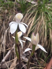 Caladenia alpina