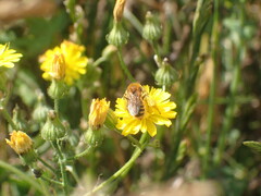 Leioproctus fulvescens