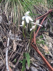 Caladenia alpina