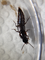 Quedius lateralis