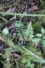 Asplenium hookerianum