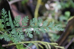 Asplenium hookerianum
