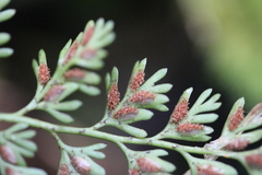 Asplenium hookerianum