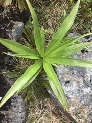 Dolichoglottis scorzoneroides