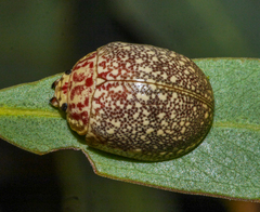 Paropsis