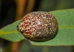 Paropsis