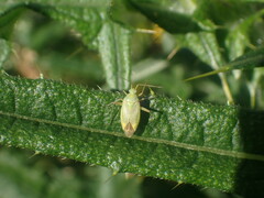 Closterotomus norwegicus