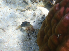 Canthigaster solandri