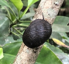 Nerita balteata