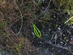 Bulbine lagopus